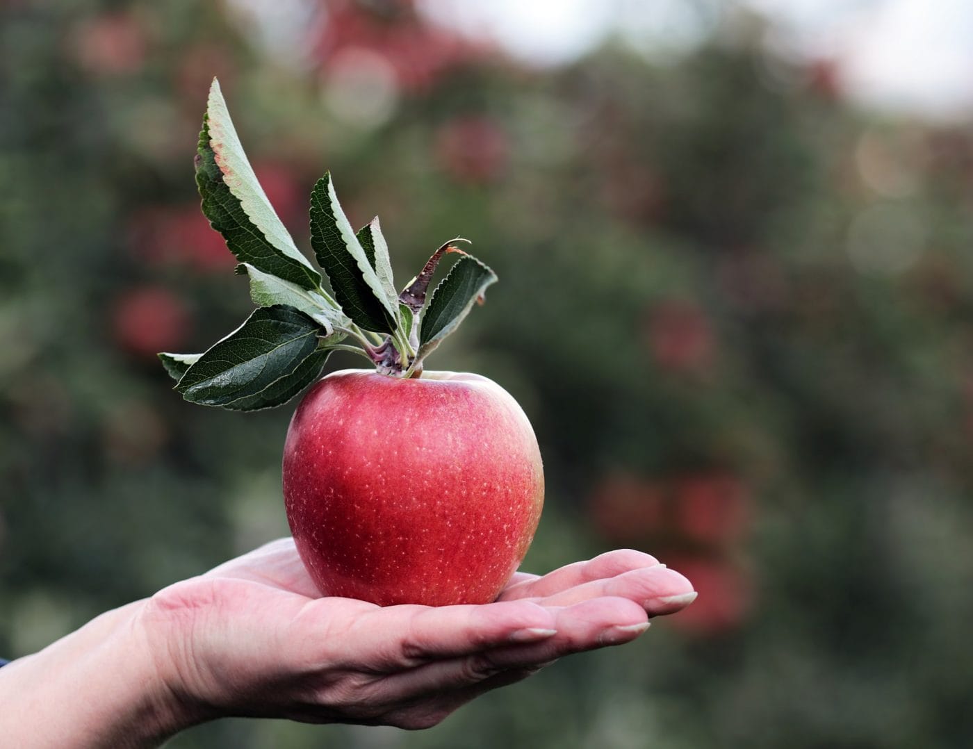 Apple on a hand